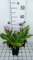 Stokesia laevis   pot 9x9 cm  