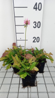 Stachys officinalis 'Rosea'   pot 9x9 cm