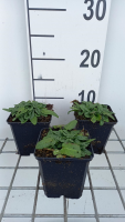 Stachys officinalis 'Ukkie'   pot 9x9 cm