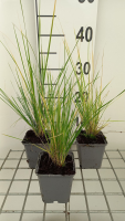 Stipa splendens   pot 9x9 cm