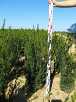 Taxus x media 'Hillii'   aardekluit   100 125 cm