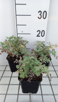 Tanacetum niveum 'Jackpot'   pot 9x9 cm  