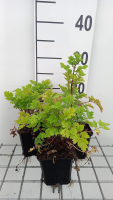 Tanacetum parthenium   pot 9x9 cm (Moederkruid)  