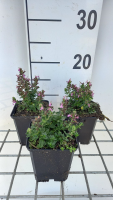 Teucrium chamaedrys 'Nanum'   pot 9x9 cm  