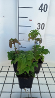 Teucrium hyrcanicum   pot 9x9 cm  