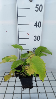 Telekia speciosa   pot 9x9 cm  