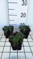Thymus 'Elfin'   pot 9x9 cm  