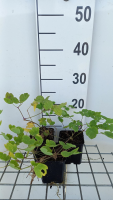 Thalictrum 'Elin'   pot 9x9 cm