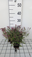 Thymus pulegioides 'Foxley'   pot 9x9 cm  