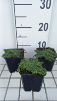Thymus serpyllum 'Minor'   pot 9x9 cm  