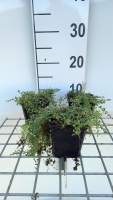 Thymus praecox 'Pink Chintz'   pot 9x9 cm (Kruiptijm)  