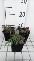 Thymus praecox 'Red Carpet'   pot 9x9 cm  