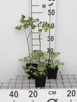 Thalictrum rochebrunianum   pot 9x9 cm  