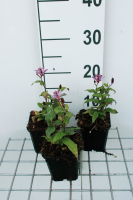 Tricyrtis 'Dark Form'   pot 9x9 cm  