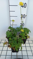 Trollius 'Lemon Queen'   pot 9x9 cm