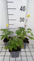 Trollius europaeus   pot 9x9 cm