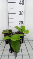 Trachystemon orientalis   pot 9x9 cm  