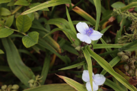 Tradescantia 'Osprey'   pot 9x9 cm