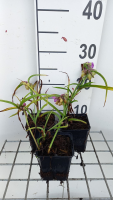 Tradescantia 'Rubra'   pot 9x9 cm