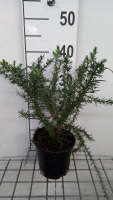 Ulex europaeus   pot   15 20 cm  