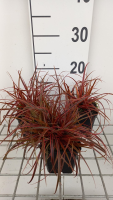 Uncinia 'Belindas Find' (Everflame)   pot 9x9 cm