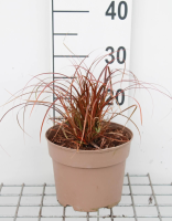 Uncinia 'Belindas Find' (Everflame)   pot 3L