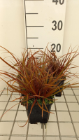 Uncinia rubra   pot 9x9 cm