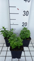 Veronica austriaca 'Royal Blue'   pot 9x9 cm  
