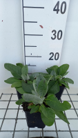 Verbascum bombyciferum   pot 9x9 cm