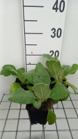 Verbascum densiflorum   pot 9x9 cm