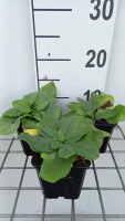 Verbascum phoeniceum 'Flush of White'   pot 9x9 cm