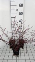 Verbena officinalis 'Bampton'   pot 9x9 cm  