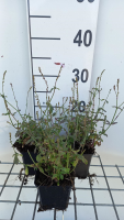 Verbena officinalis   ijzerhard/ijzerkruid   pot 9x9 cm  