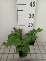 Verbascum nigrum   pot 9x9 cm