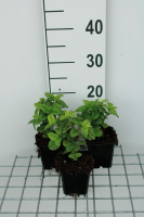 Veronica 'Sunny Border Blue'   pot 9x9 cm