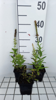 Veronicastrum virginicum 'Challenger'   pot 9x9 cm
