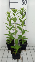 Veronicastrum virginicum 'Roseum'   pot 9x9 cm