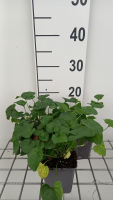 Viola 'Alba'   pot 9x9 cm