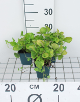 Viola odorata 'Königin Charlotte'   pot 9x9 cm  