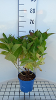 Hydrangea macrophylla 'PIIHMII' (Bloomstruck, Bloomstar)   pot 3L   25 30 cm