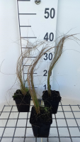 Stipa pennata   pot 9x9 cm
