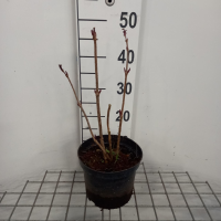 Sambucus nigra   pot   50 60 cm  