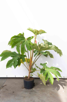 Tetrapanax papyrifer 'Rex'   pot 20L