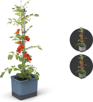 Gusta Garden TOM TOMATO   tomatenpot met waterreservoir   blauw