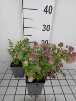 Origanum rotundifolium 'Kent Beauty'   pot 9x9 cm  