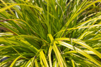 Carex oshimensis 'Everlime' (Evercolor)   pot 9x9 cm