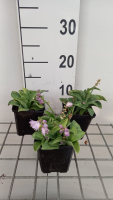 Hosta 'Blue Mouse Ears'   pot 9x9 cm
