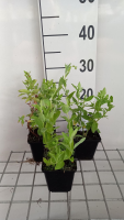 Platycodon grandiflorus 'Fuji White'   pot 9x9 cm  