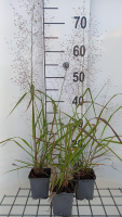 Eragrostis trichodes   pot 9x9 cm