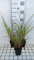 Miscanthus sinensis var. Condensatus   pot 9x9 cm